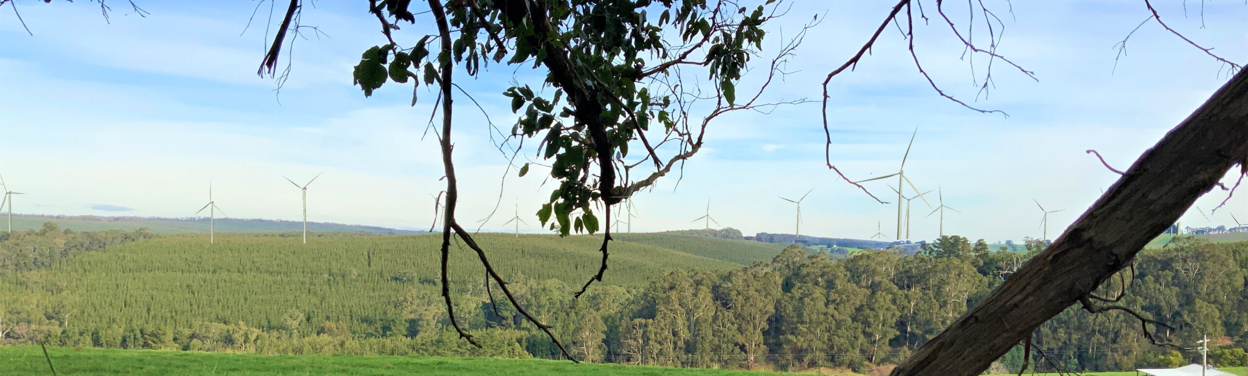 Wide angle shot of Delburn Wind Farm turbines, with native vegetation in the foreground